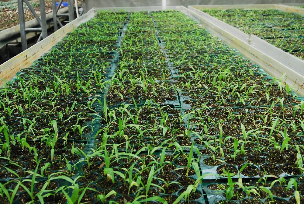 植草格施工